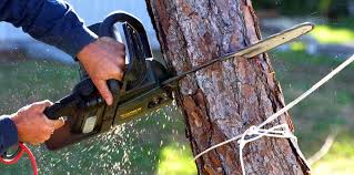 How Our Tree Care Process Works  in Altoona, PA